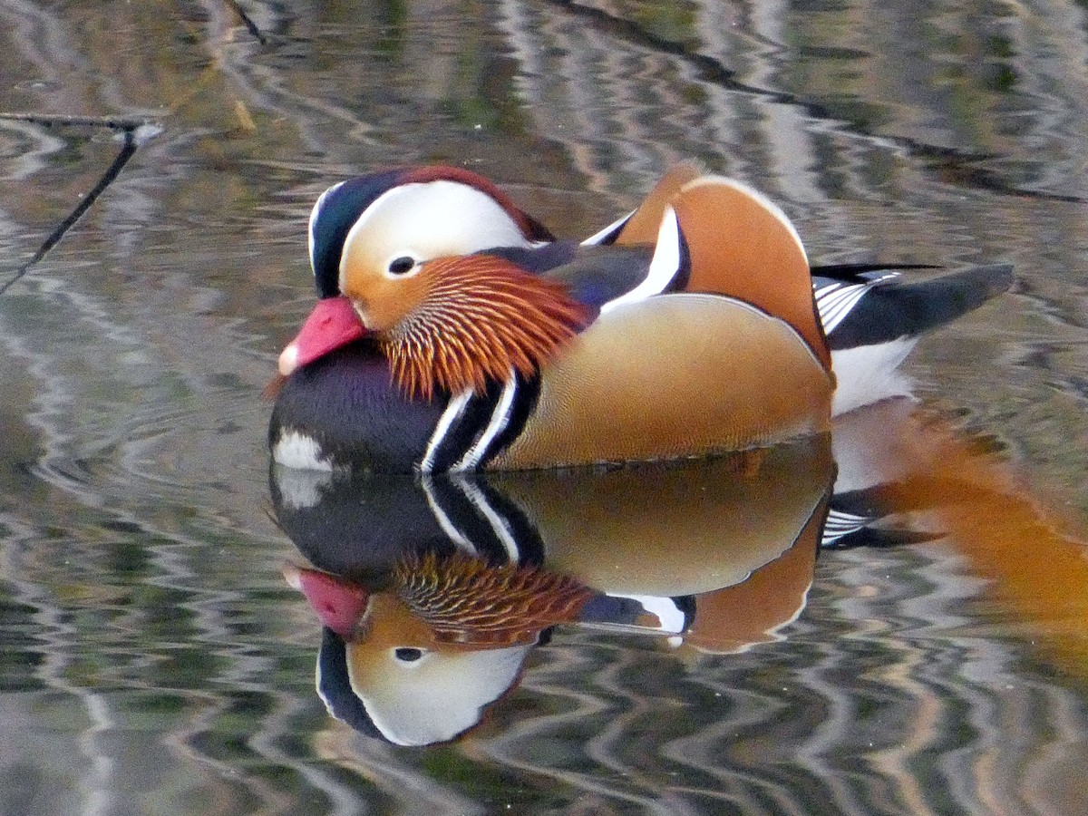 鴛鴦 - ML644447909