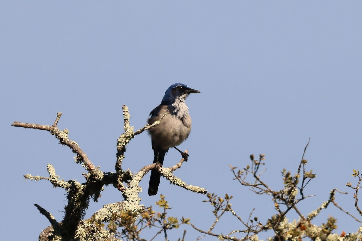 eikeskrike - ML644447919