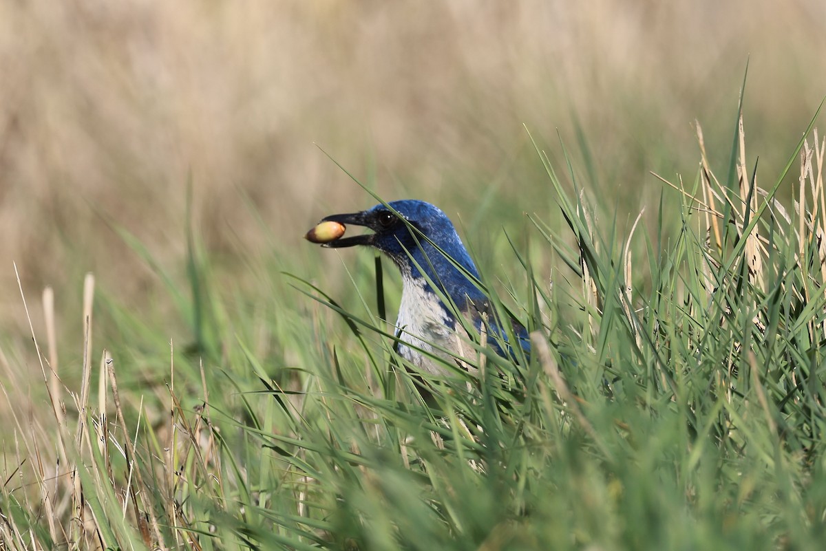 eikeskrike - ML644447920