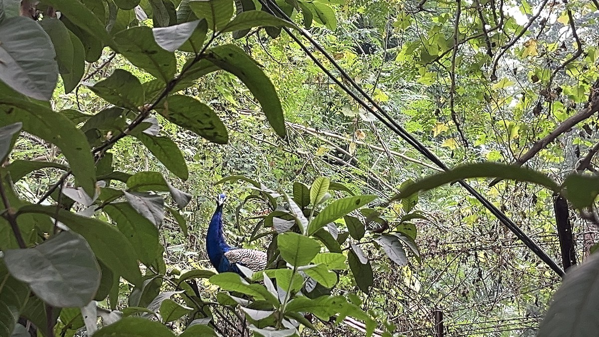 Indian Peafowl - ML644447935