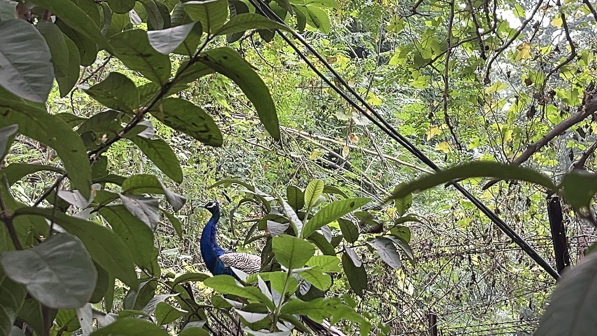 Indian Peafowl - ML644447936