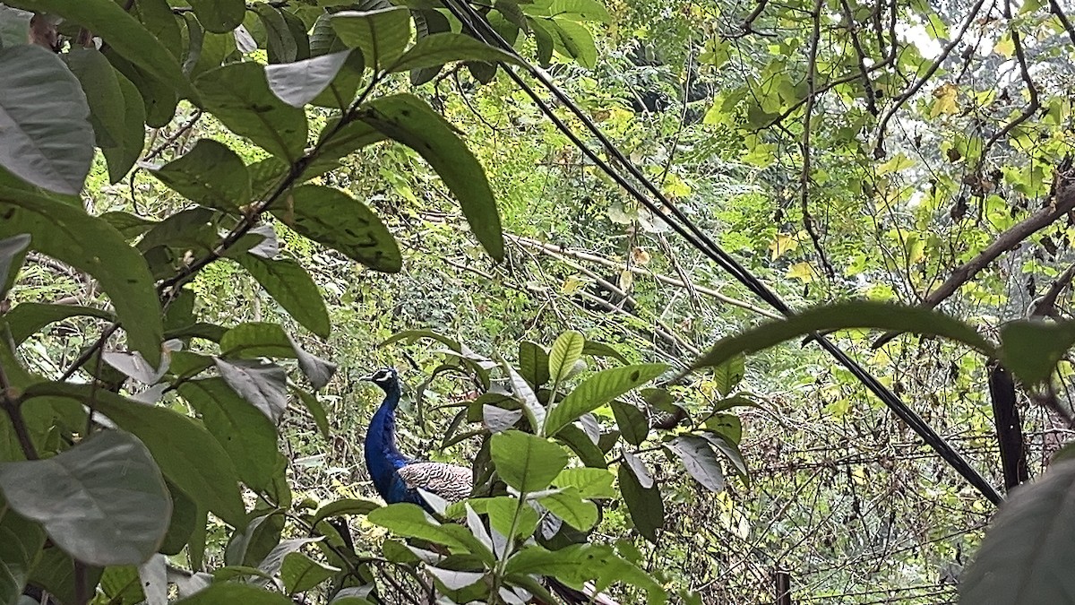 Indian Peafowl - ML644447937