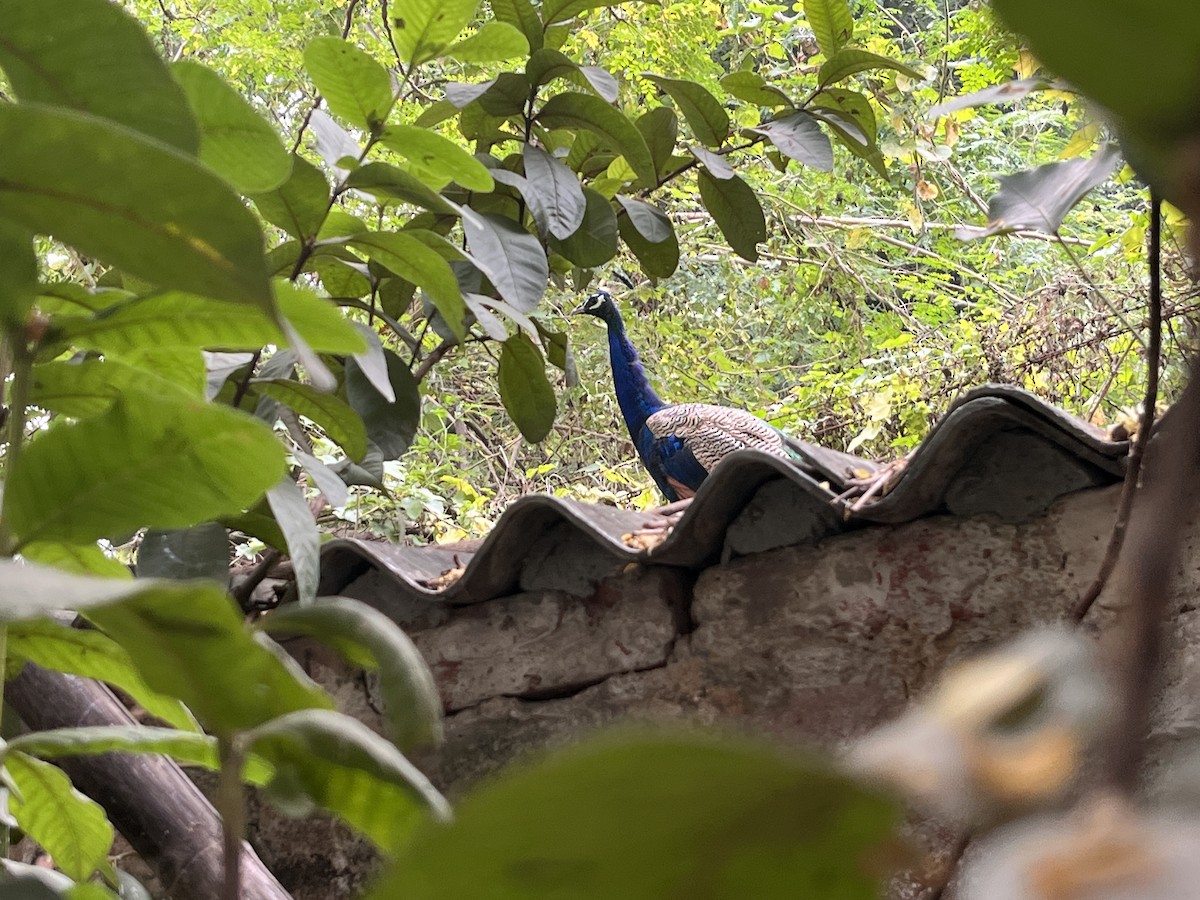 Indian Peafowl - ML644447938