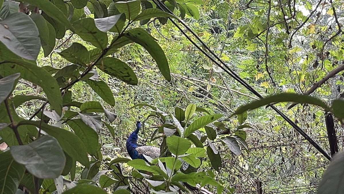 Indian Peafowl - ML644447939