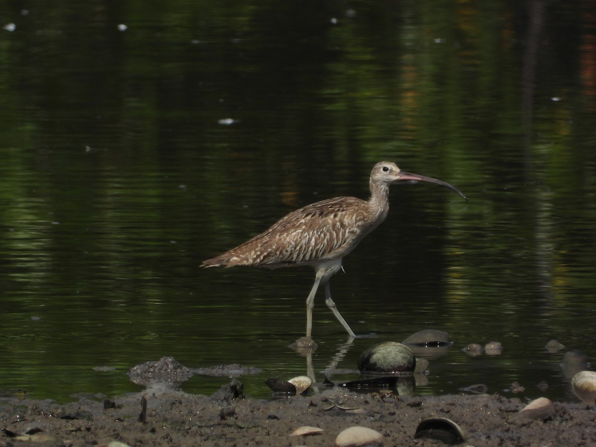 大杓鷸 - ML644447940