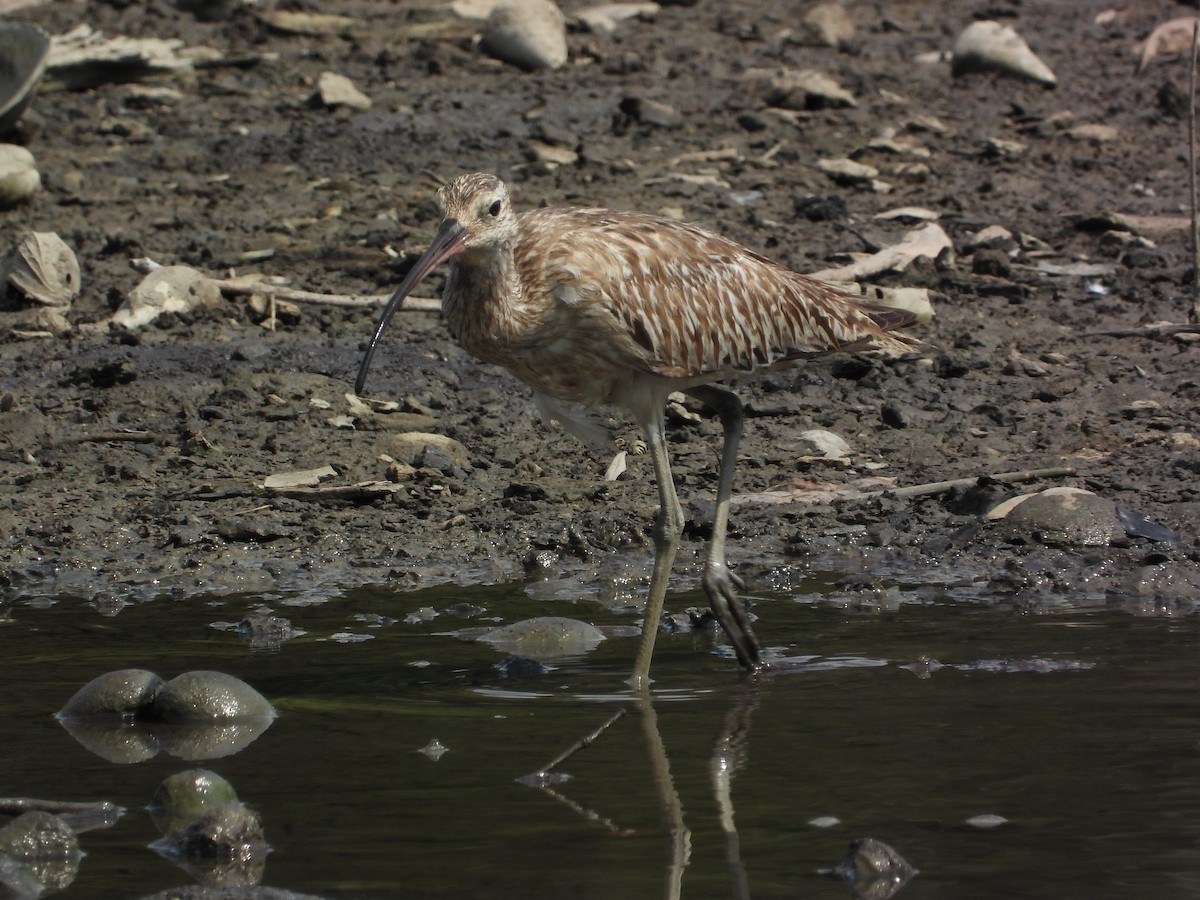 大杓鷸 - ML644447941