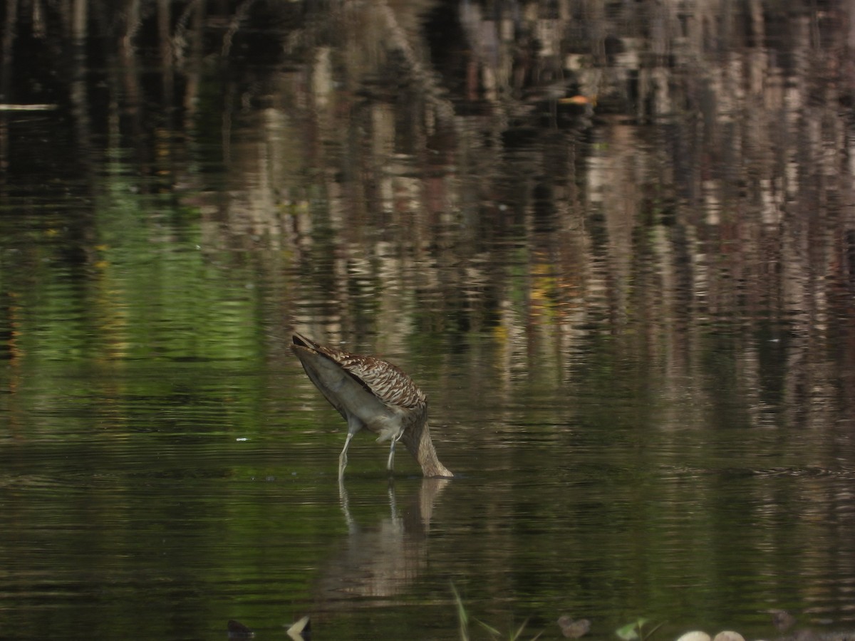 大杓鷸 - ML644447942