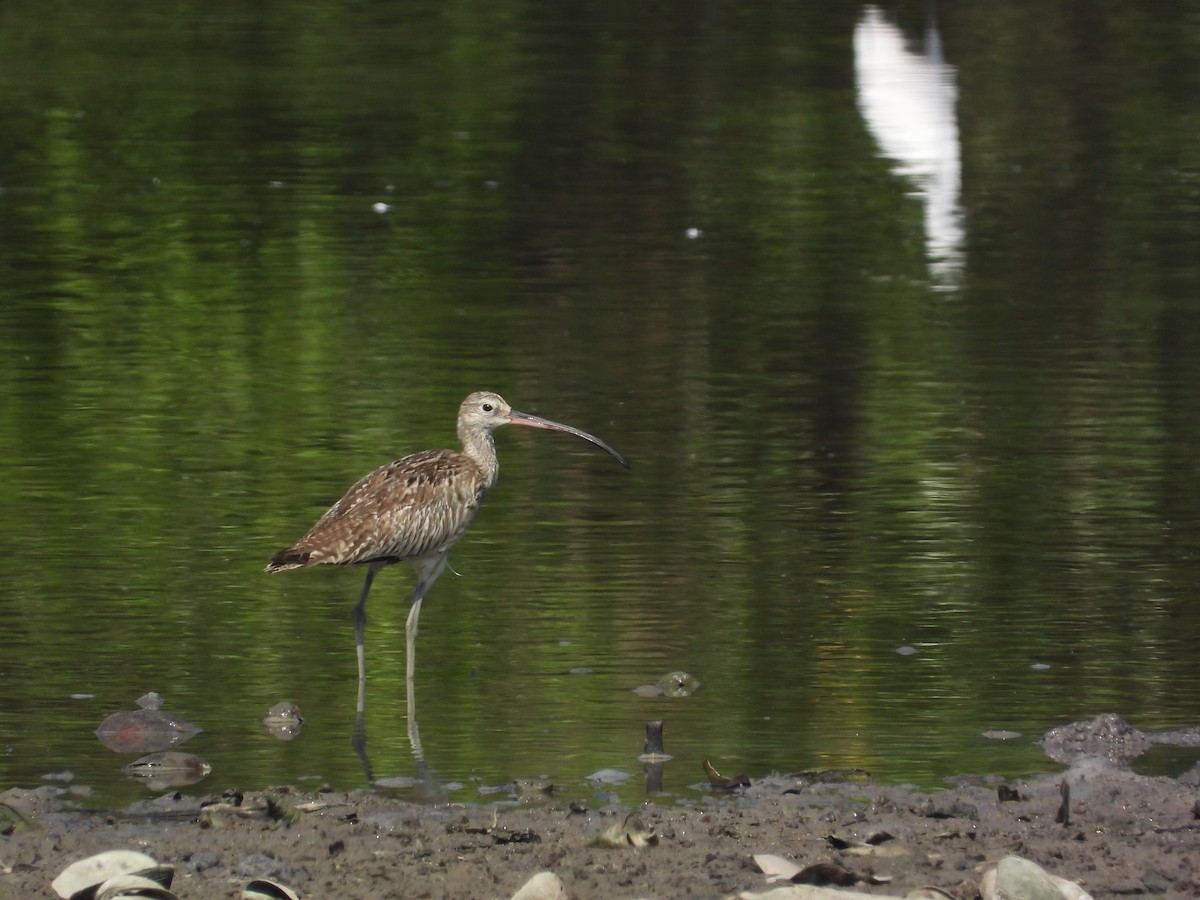 大杓鷸 - ML644447943