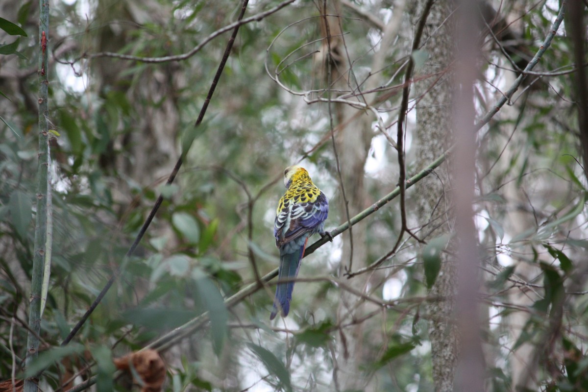 ホオアオサメクサインコ - ML644447948
