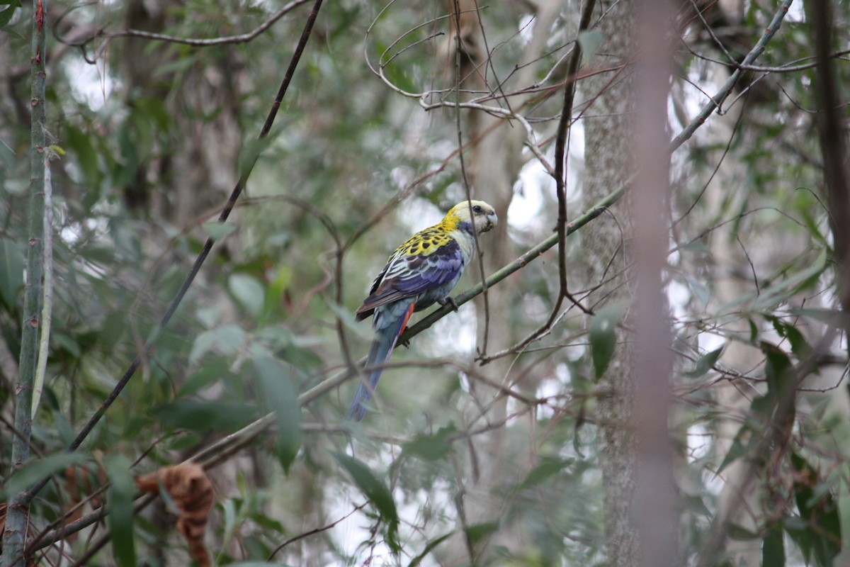 ホオアオサメクサインコ - ML644447949