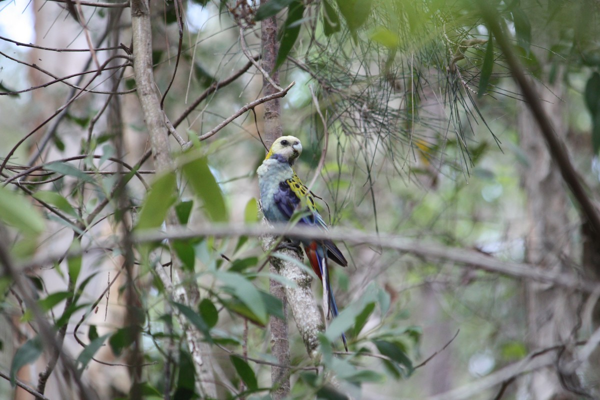 ホオアオサメクサインコ - ML644447950