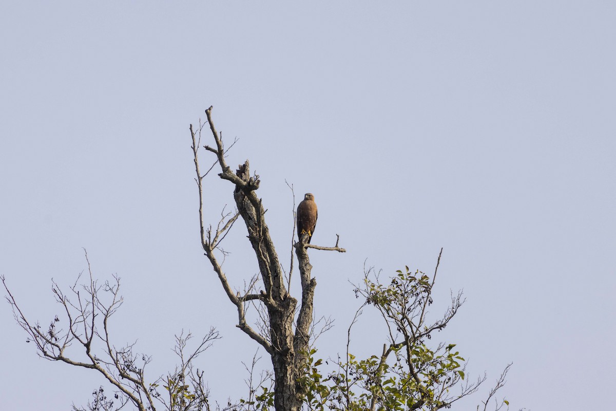 Канюк (vulpinus/menetriesi) - ML644447965