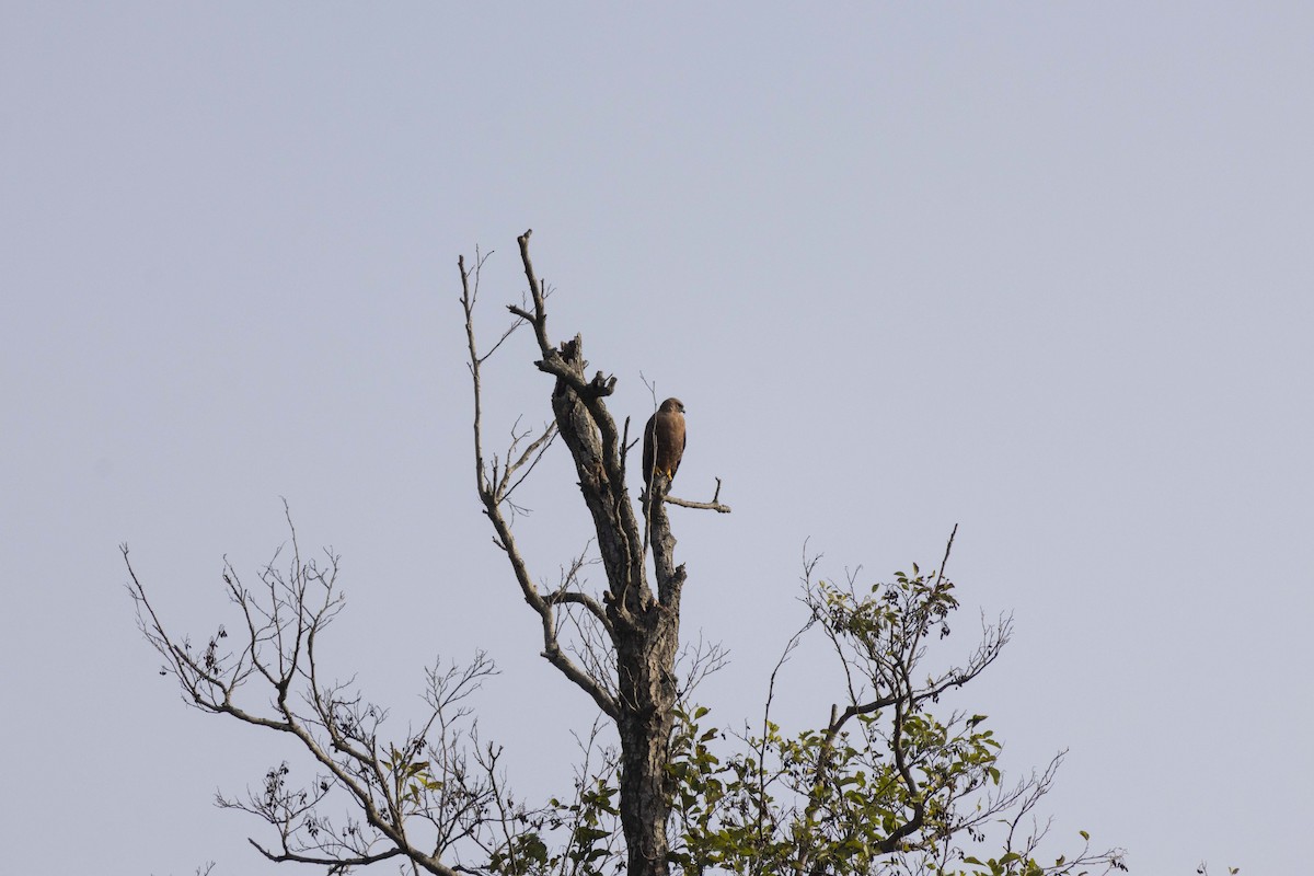 Канюк (vulpinus/menetriesi) - ML644447966