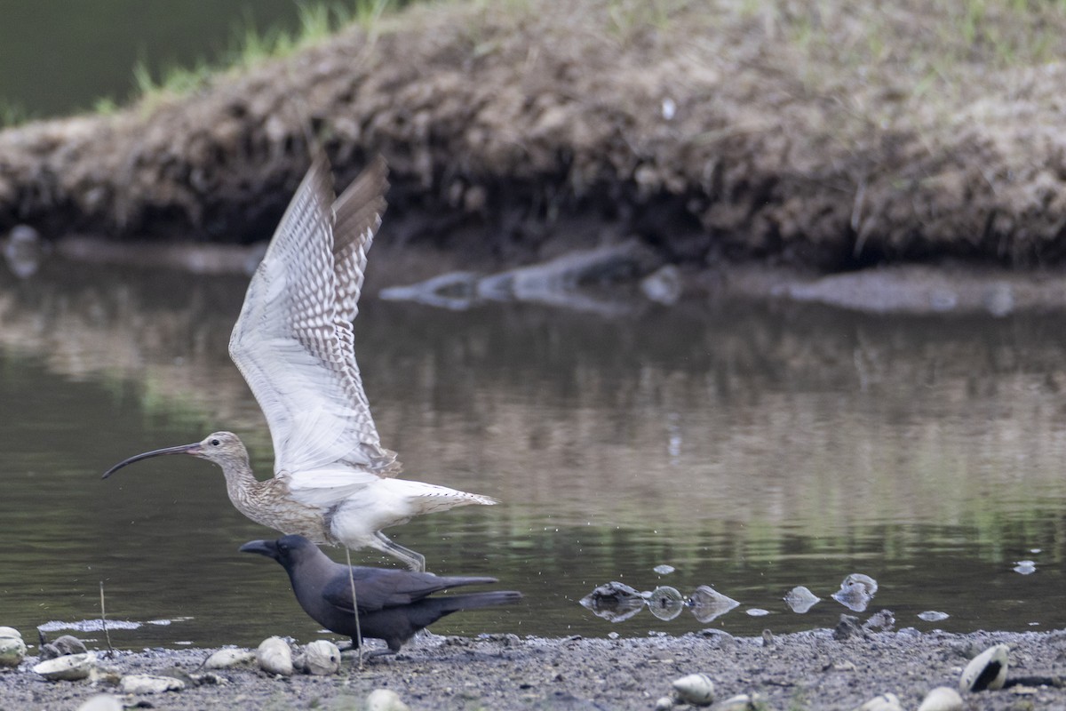 大杓鷸 - ML644447967