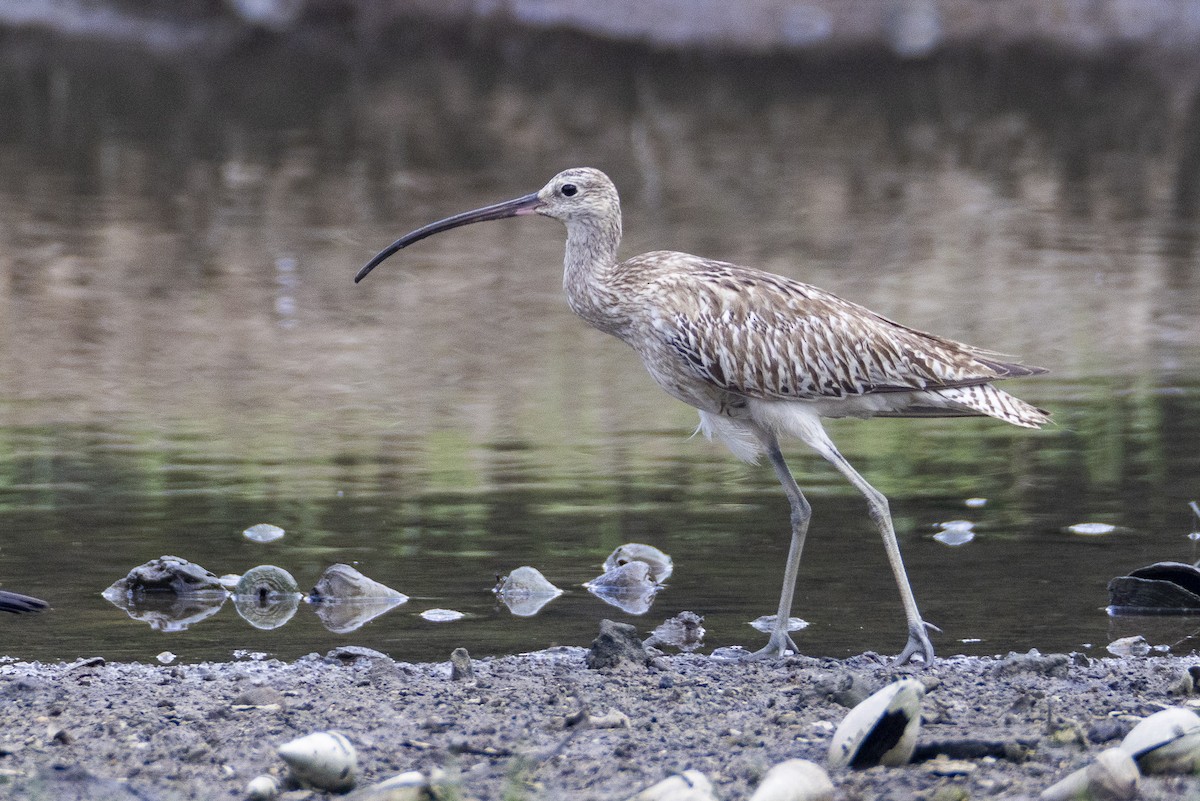 大杓鷸 - ML644447968