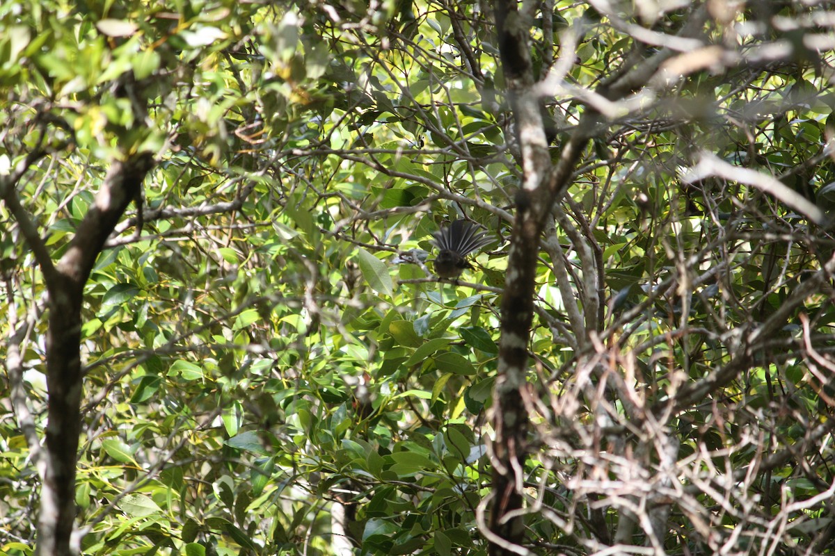 Gray Fantail - ML644447976