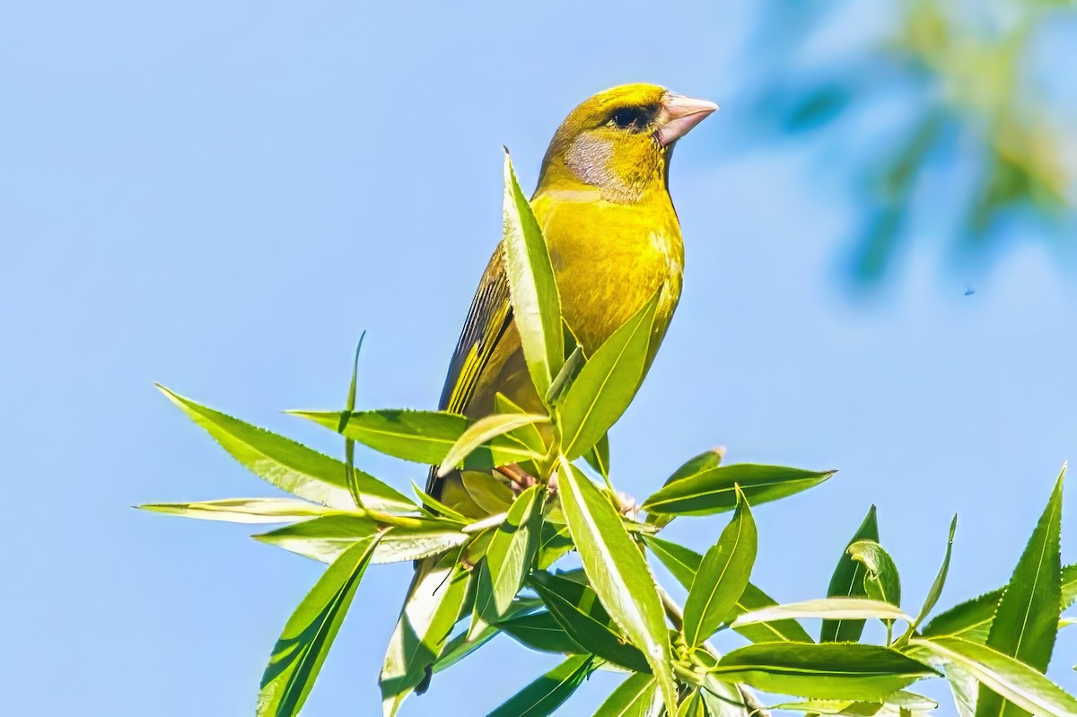 zvonek zelený - ML644447979