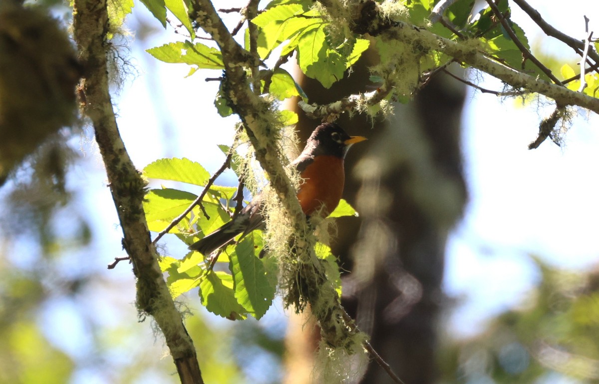 American Robin - ML644447980