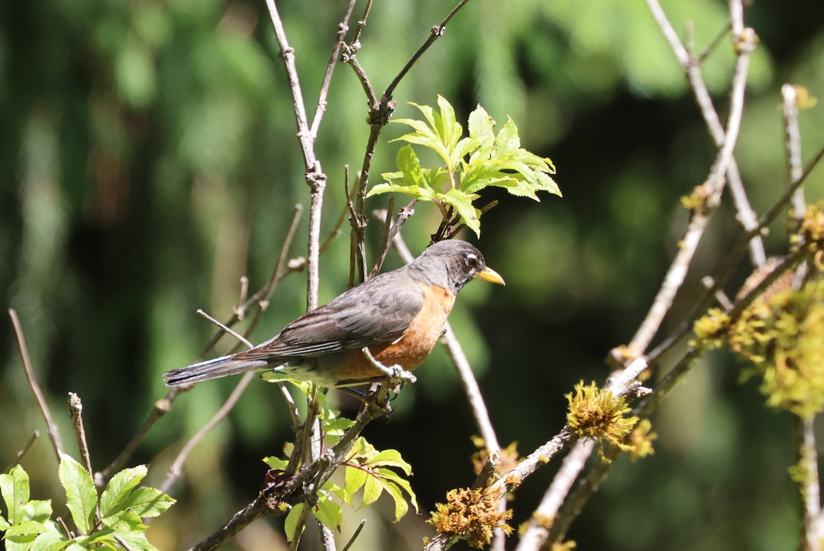 American Robin - ML644447981