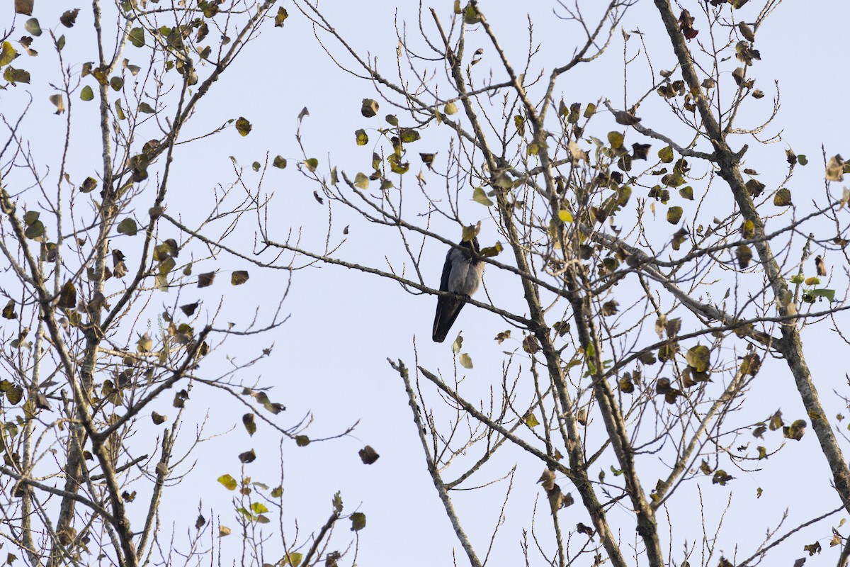 Саарал хэрээ - ML644447988