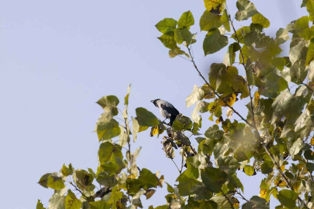 Саарал хэрээ - ML644447989