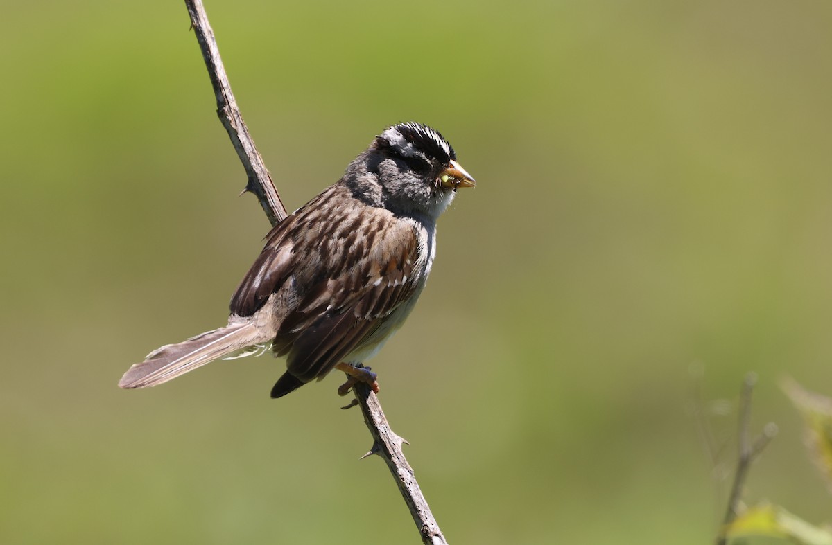 White-crowned Sparrow - ML644447991