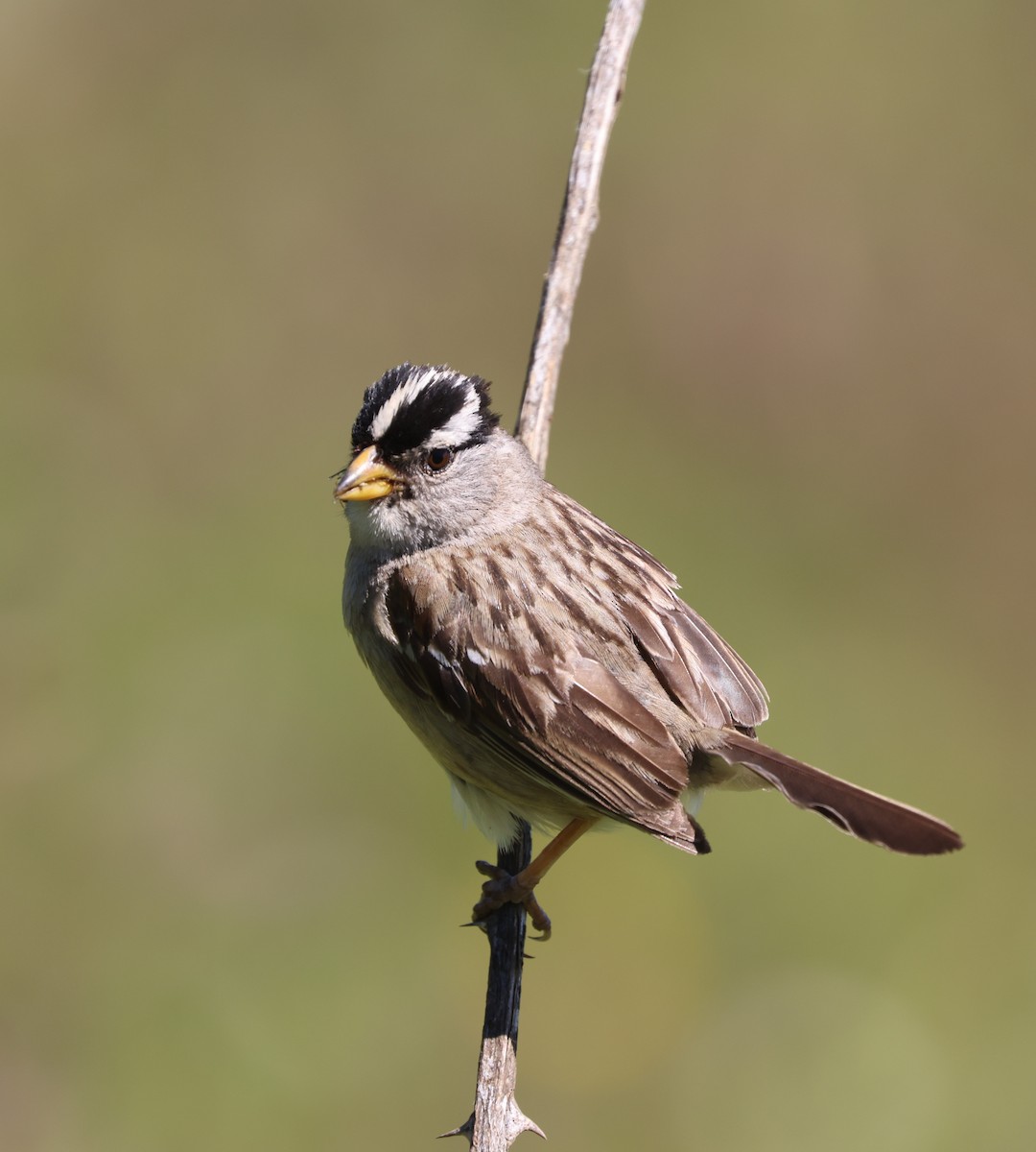 White-crowned Sparrow - ML644447992