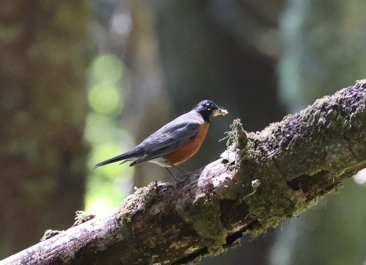 American Robin - ML644447993