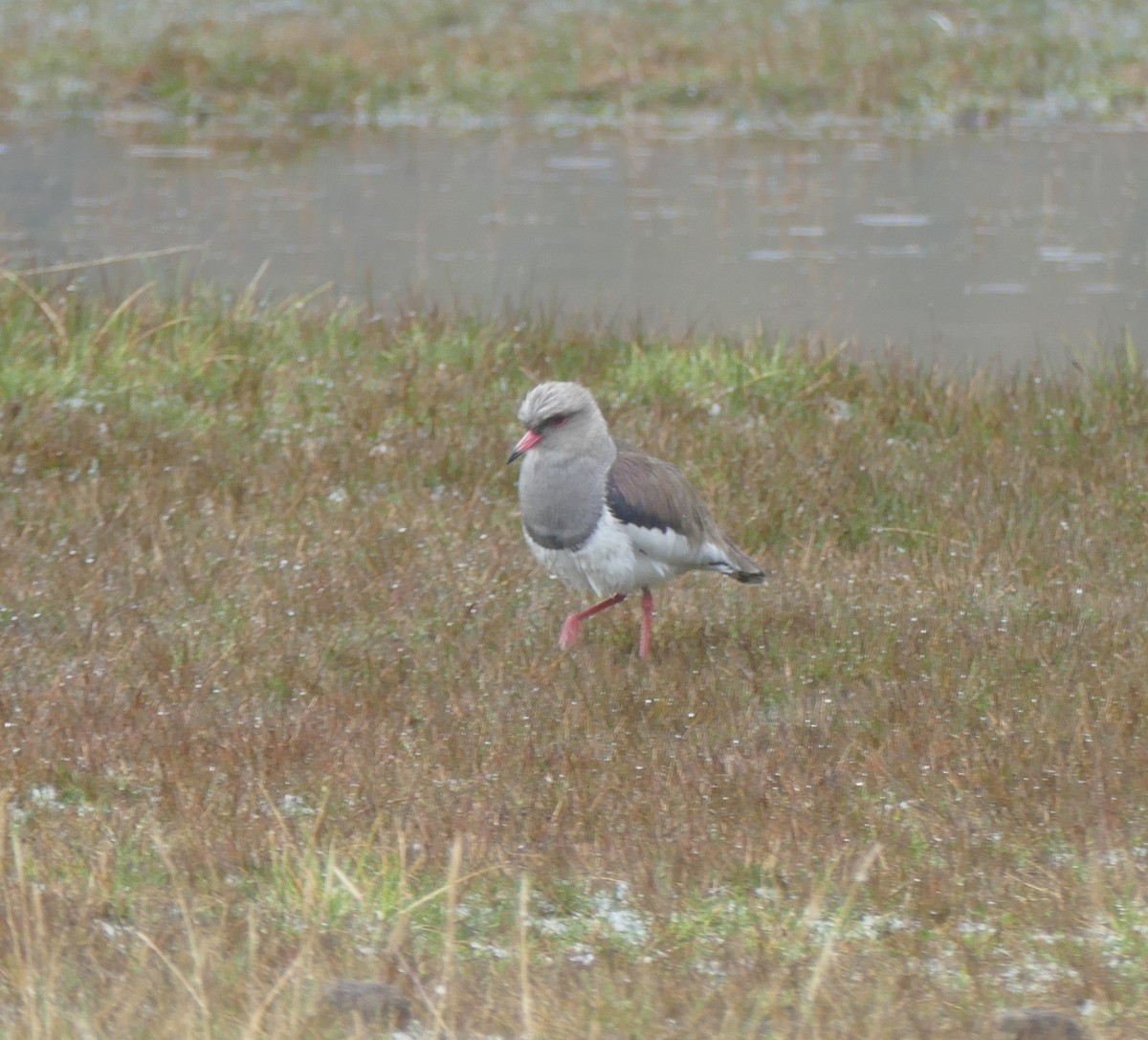 Andean Lapwing - ML644447997