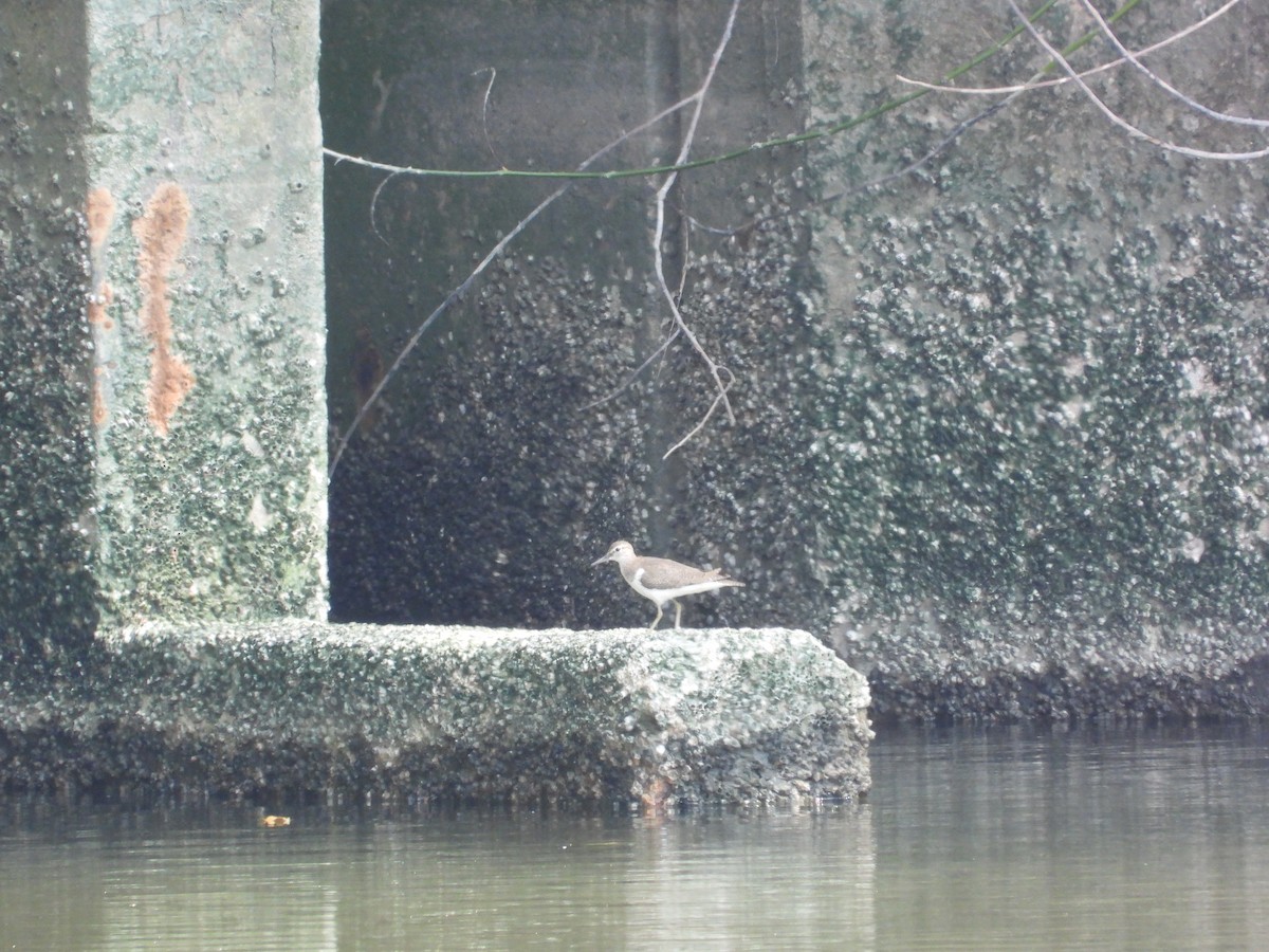 磯鷸 - ML644448005