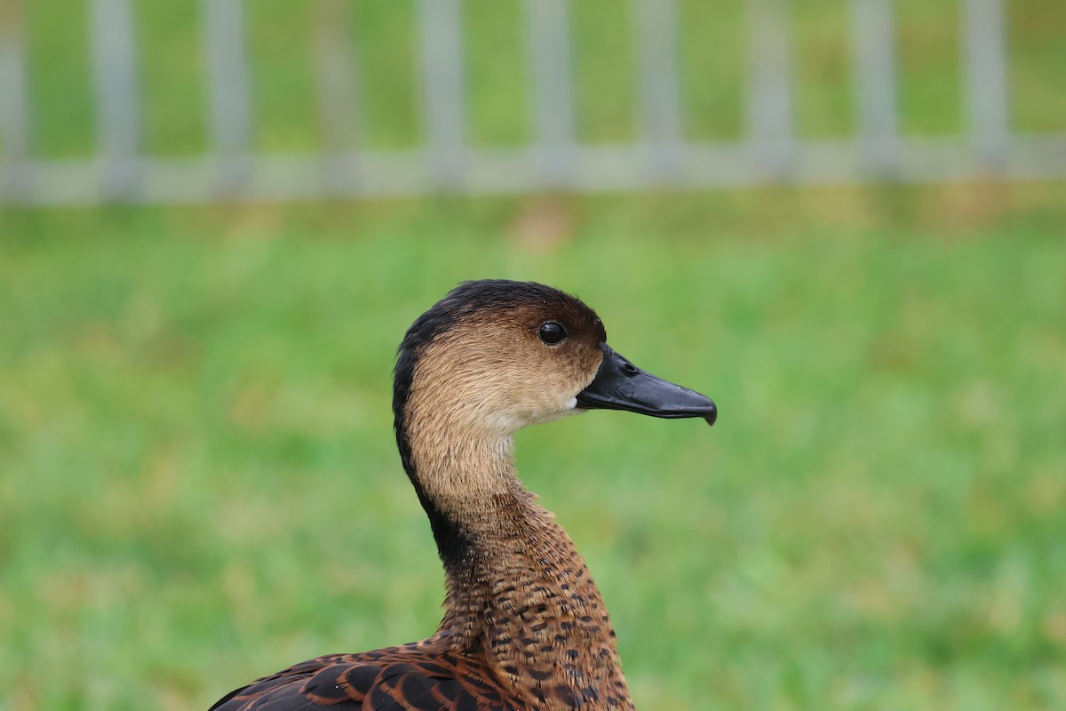 Wandering Whistling-Duck - ML644448007