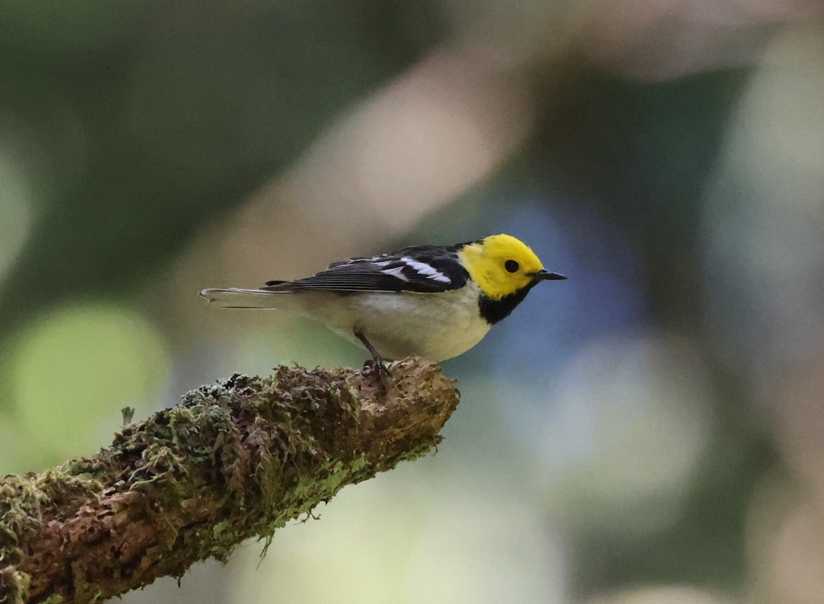 Paruline à tête jaune - ML644448018
