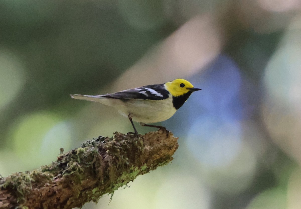 Paruline à tête jaune - ML644448019