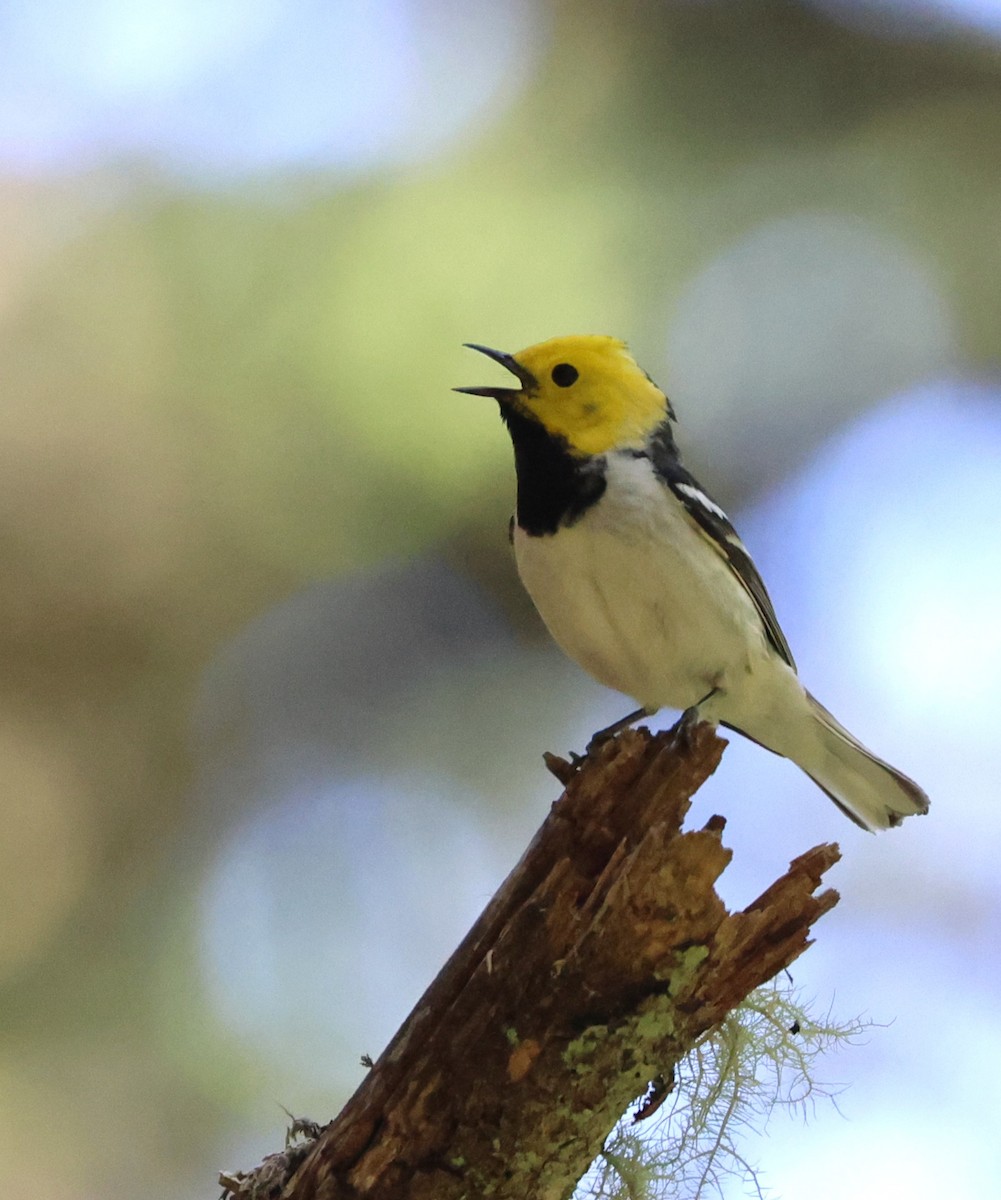 Paruline à tête jaune - ML644448020