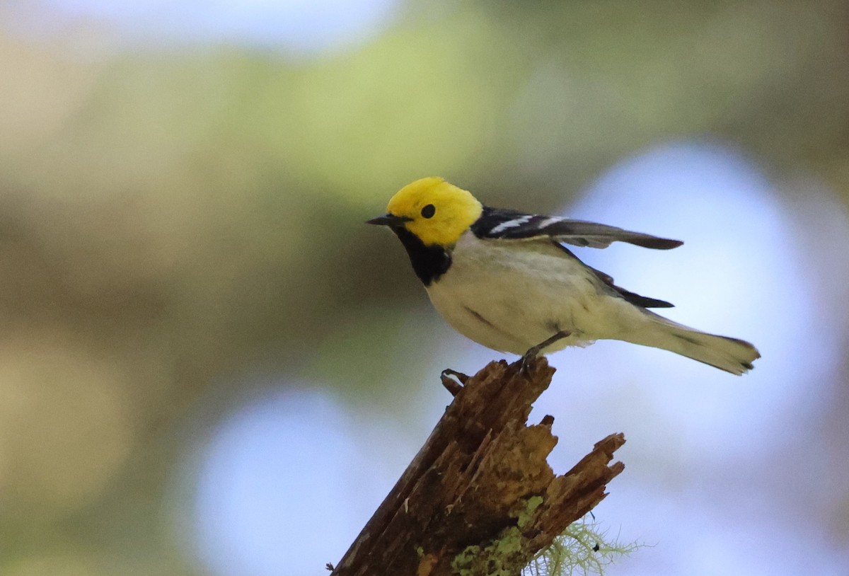 Paruline à tête jaune - ML644448021