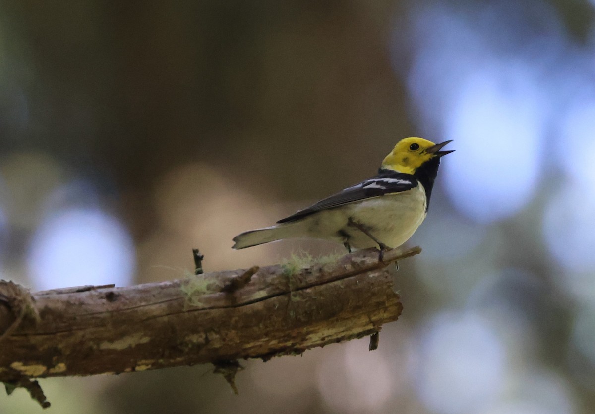 Paruline à tête jaune - ML644448026