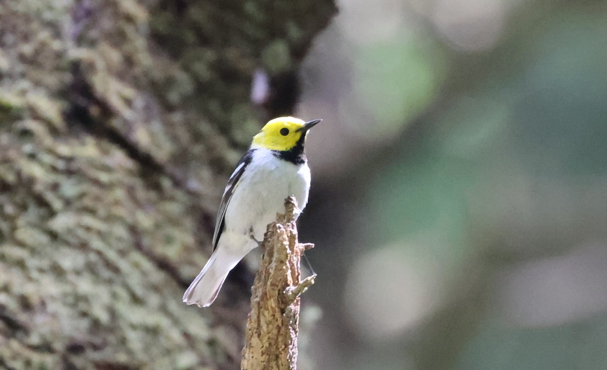 Paruline à tête jaune - ML644448027