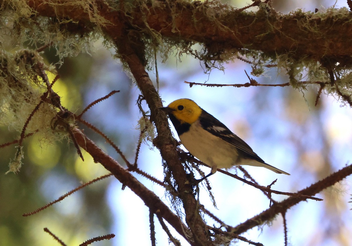 Paruline à tête jaune - ML644448028
