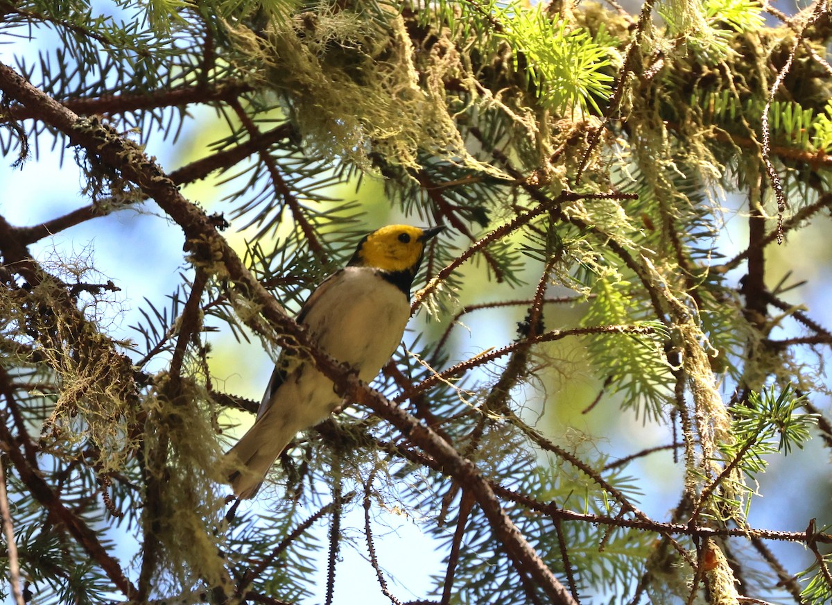 Paruline à tête jaune - ML644448029