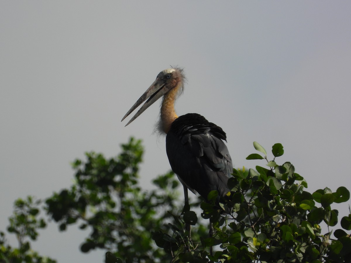 Lesser Adjutant - ML644448032