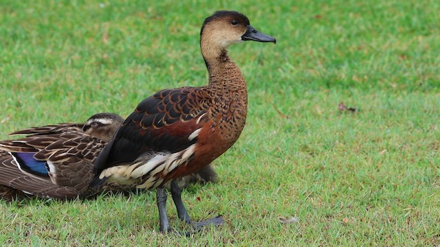 Wandering Whistling-Duck - ML644448040