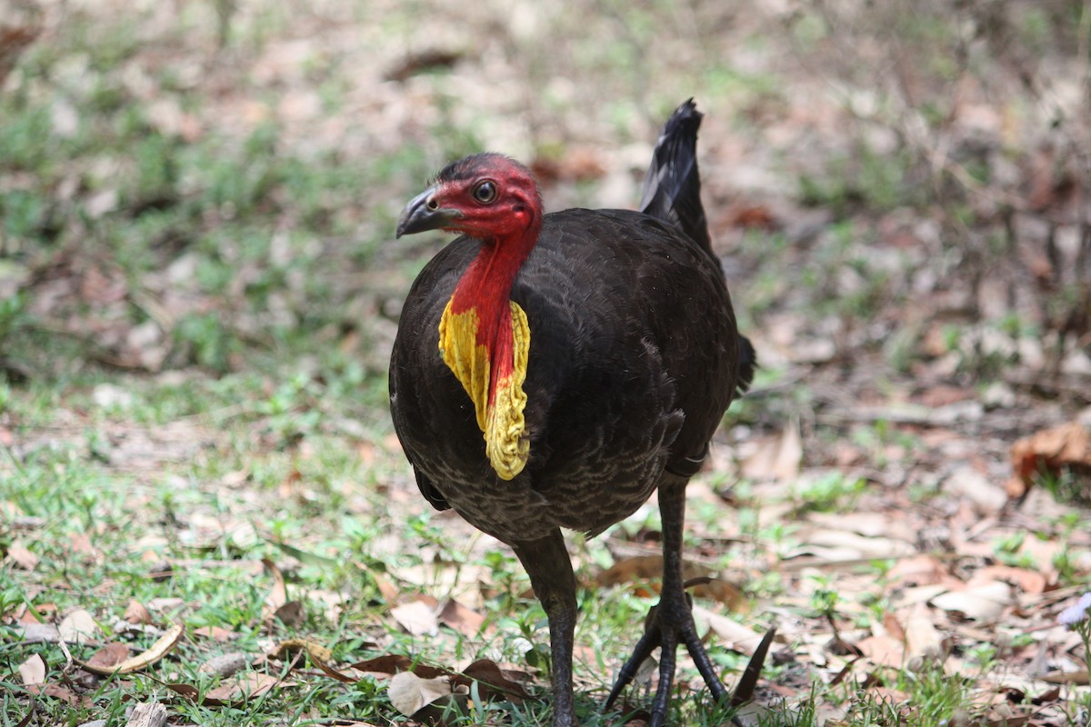 Australian Brushturkey - ML644448052