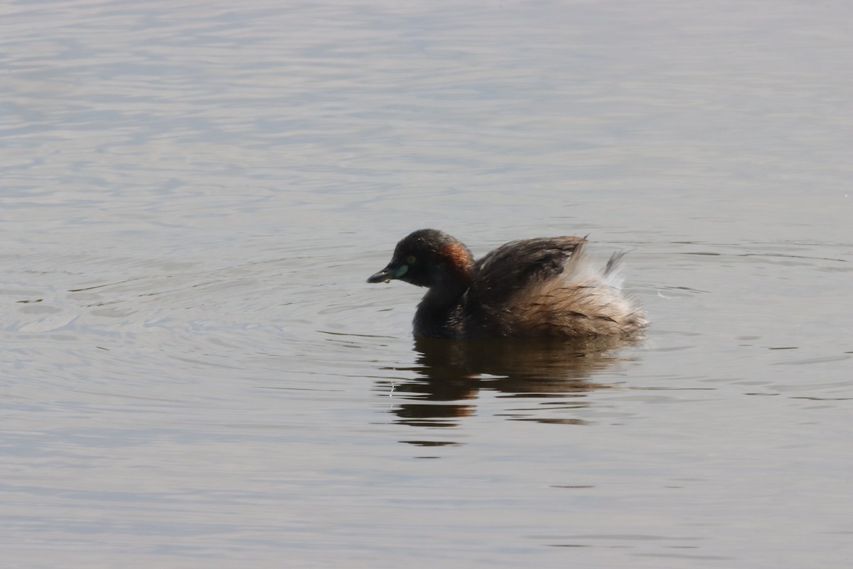 Australasian Grebe - ML644448054