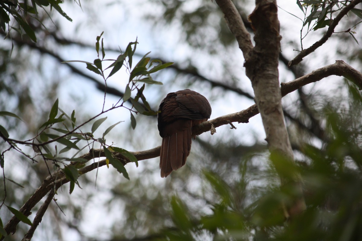 Phasianelle brune - ML644448056