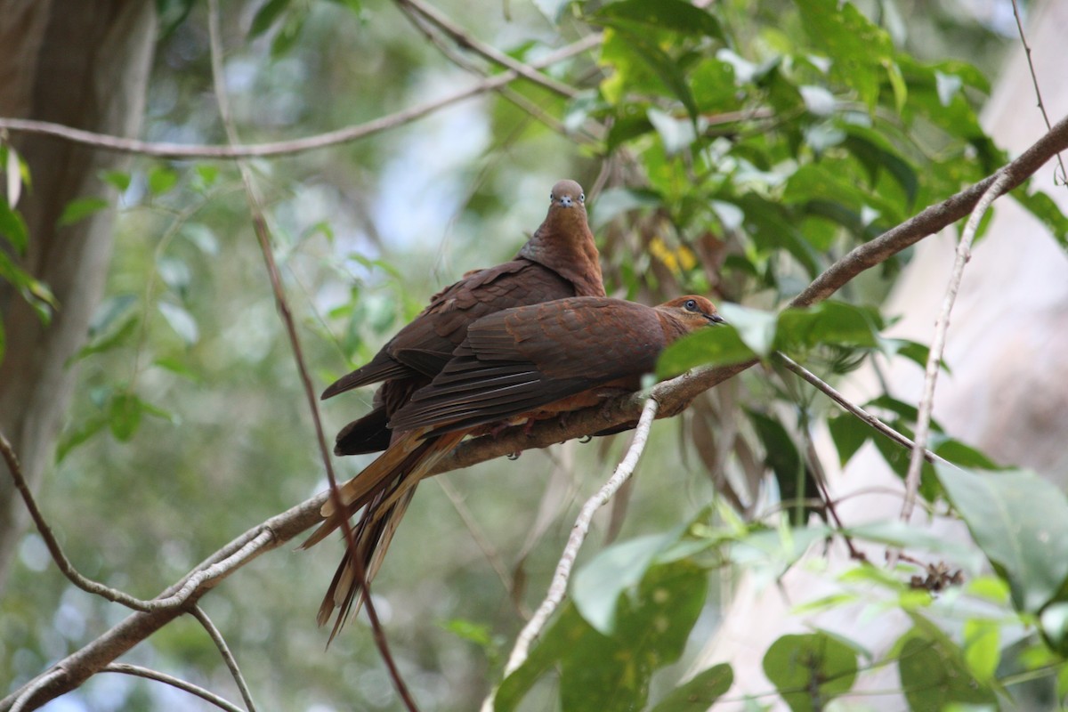 Phasianelle brune - ML644448057