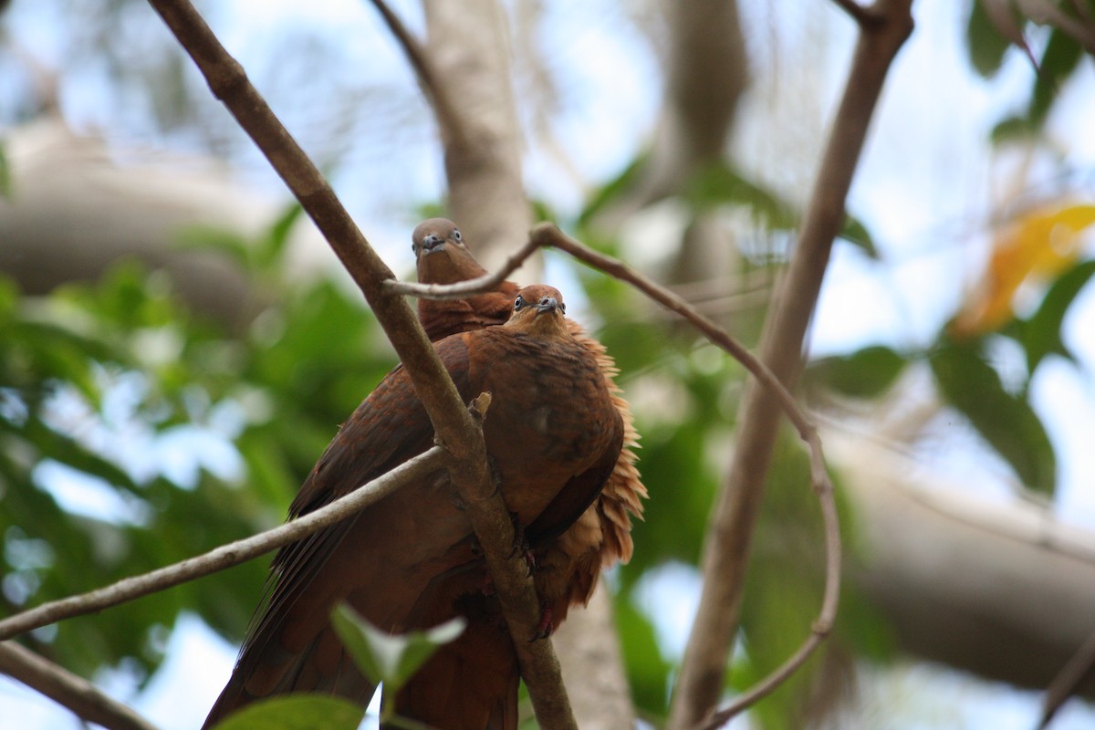 Phasianelle brune - ML644448058