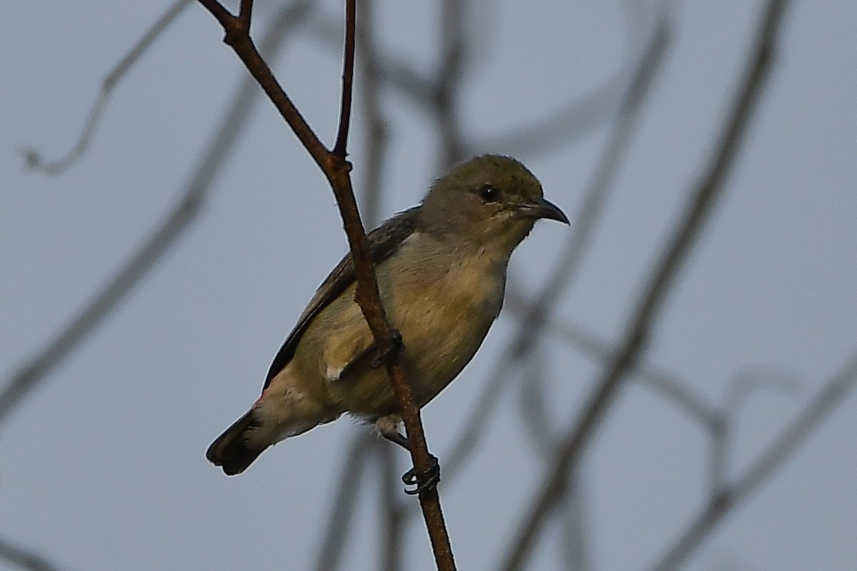 Scarlet-backed Flowerpecker - ML644448060