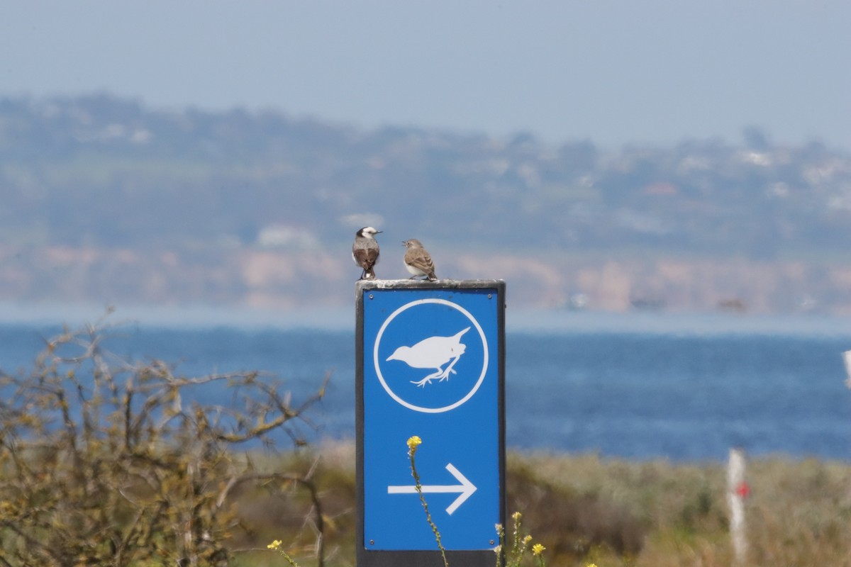 Eptianuro Pío - ML644448074