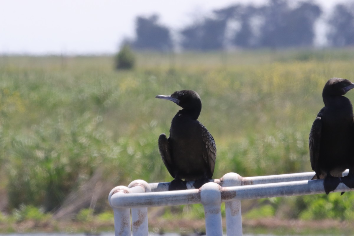 lagfiskeskarv - ML644448075