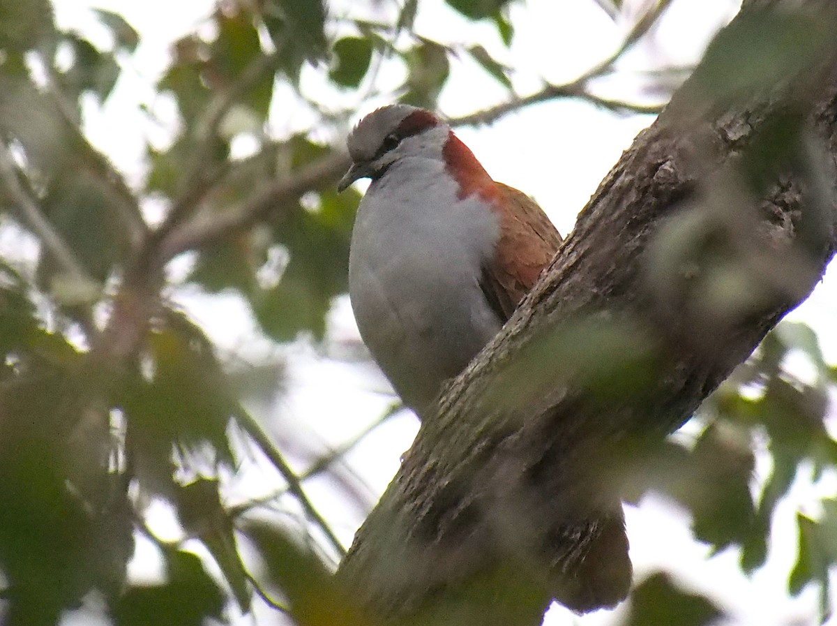 holub pestrokřídlý - ML644448076